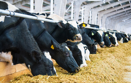 Cattle feeding